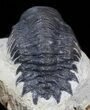 Bargain Crotalocephalina Trilobite #43450-4